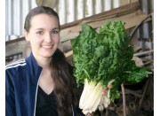 SPRAY FREE SILVERBEET Bunch Katikati Grown SPRAY FREE SILVERBEET Bunch Katikati Grown